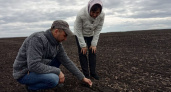 В чувашские поля выехали с проверкой: не убили ли заморозки посевы
