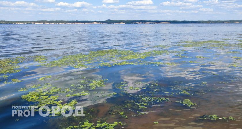 В Чебоксарах начала зеленеть Волга