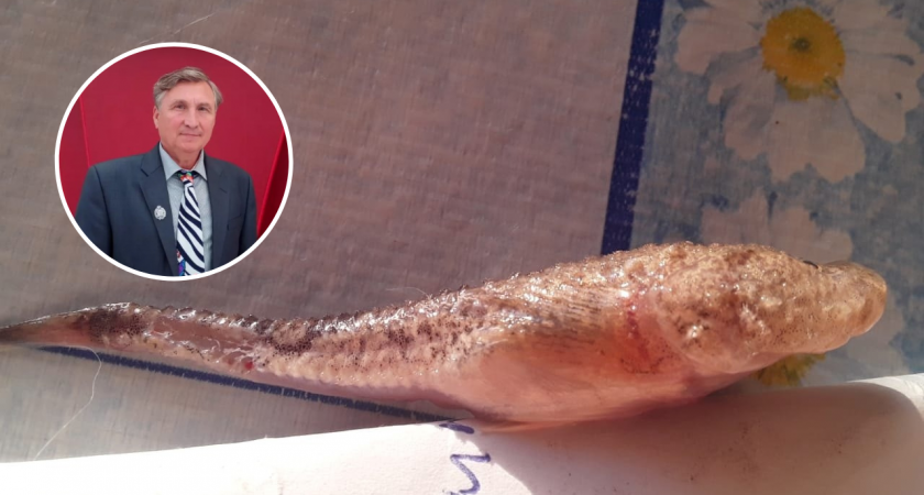 Житель Чувашии поймал на ГЭС налима с необычной рыбой в желудке: "Зародыш чужого"