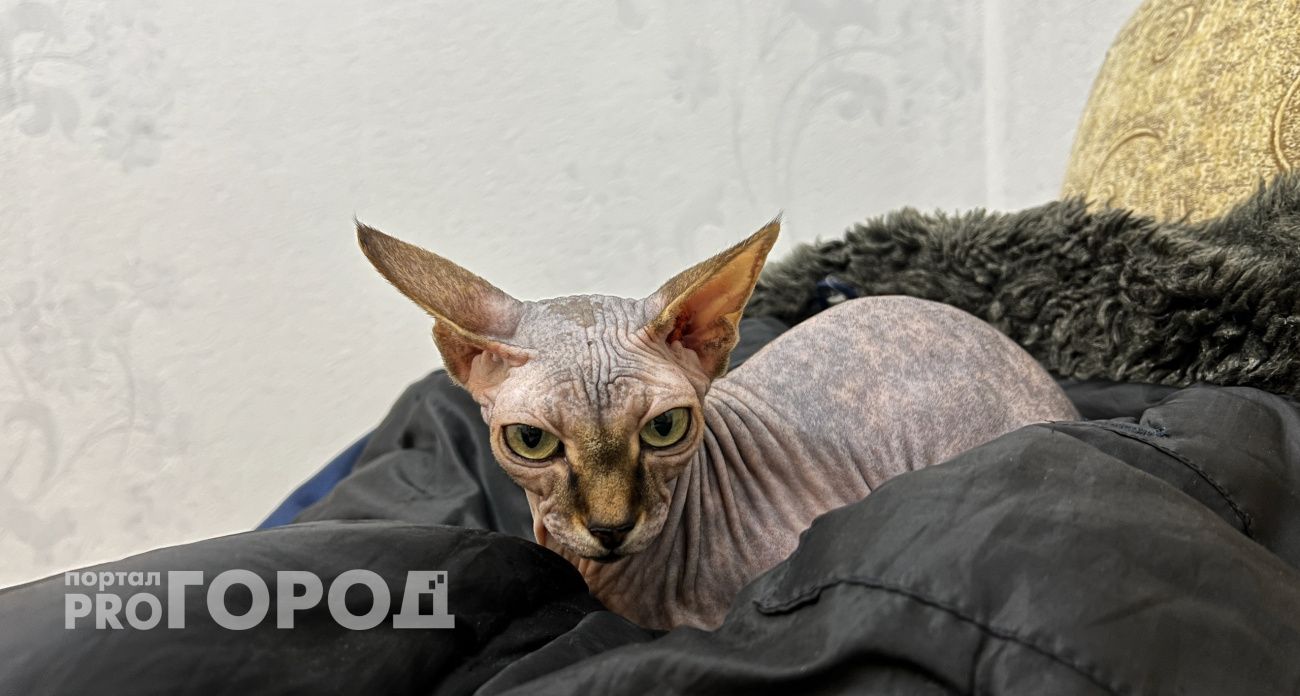 Тепло в чебоксарские квартиры уже начало поступать: подключили более 300 домов