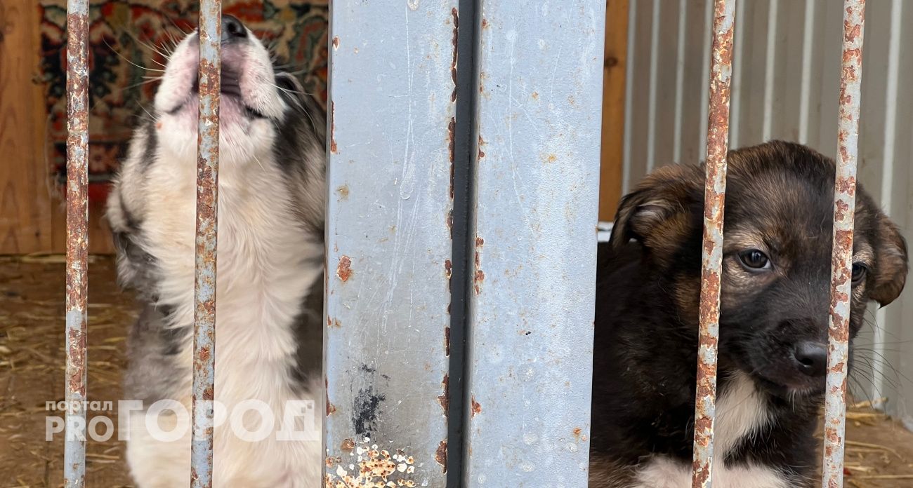 В Чебоксарах объявили экстраординарную ситуацию с бездомными собаками