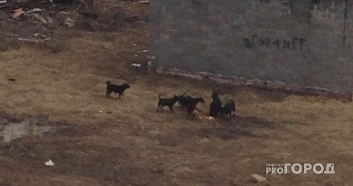 В Новоюжном районе Чебоксар стая собак растерзала рыжего кота
