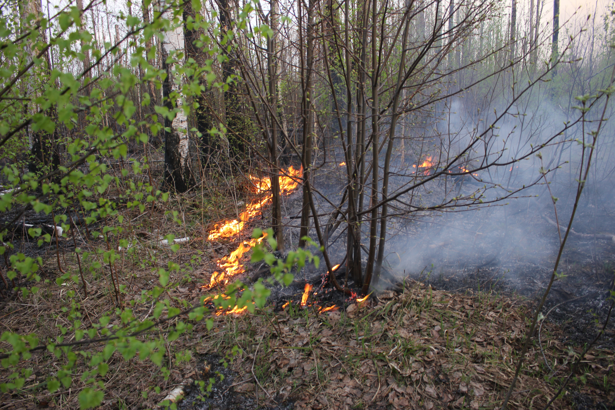 В Алатырском районе третий день горит лес, подожженный тепловозом