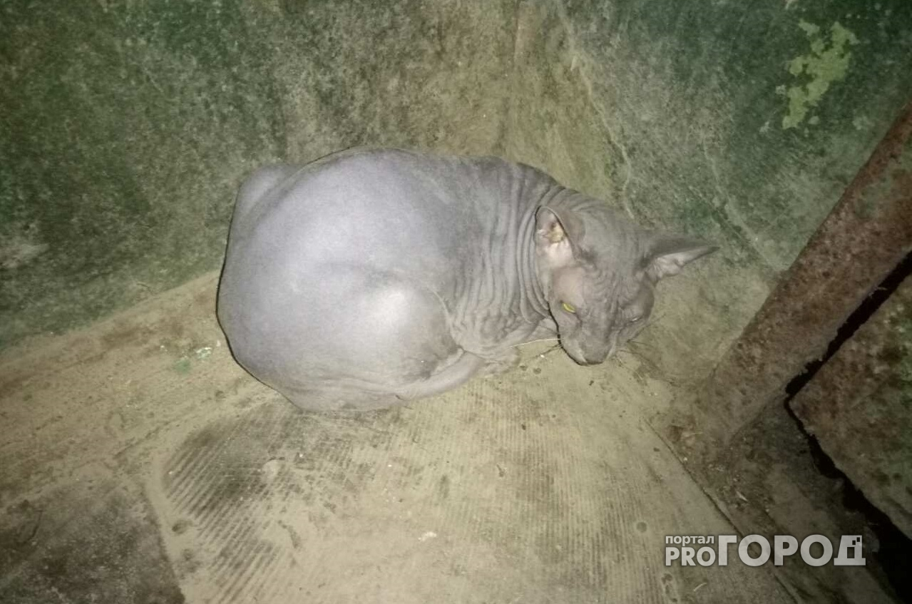 В Новочебоксарске кошка редкой породы сфинкс стала бездомной