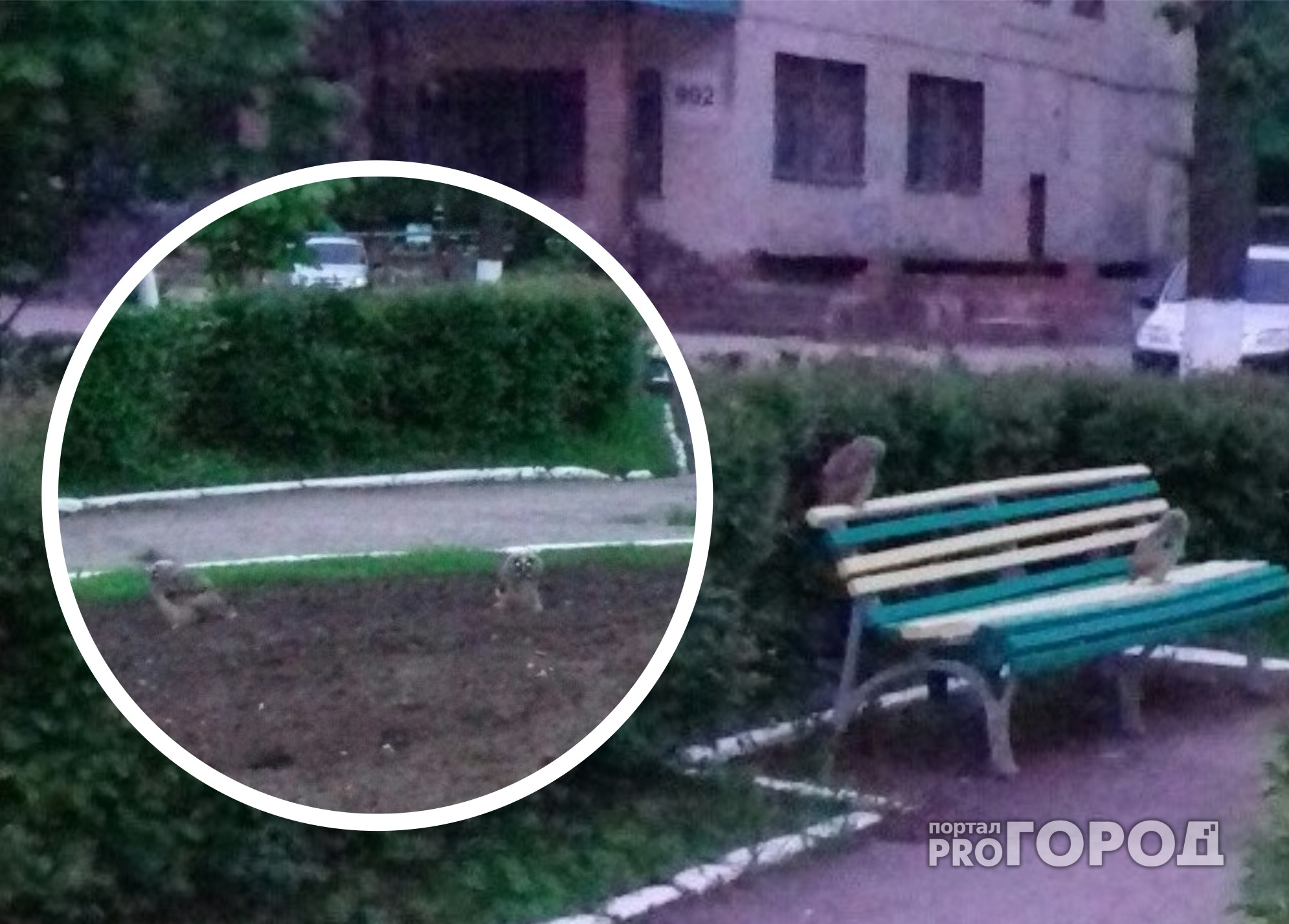 В Новочебоксарске территорию "Химпрома" оккупировали совы