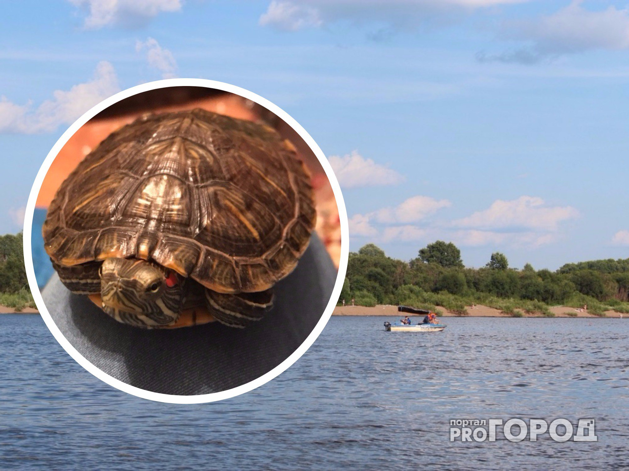 Рядом с Новочебоксарском на берегу реки обнаружили черепаху