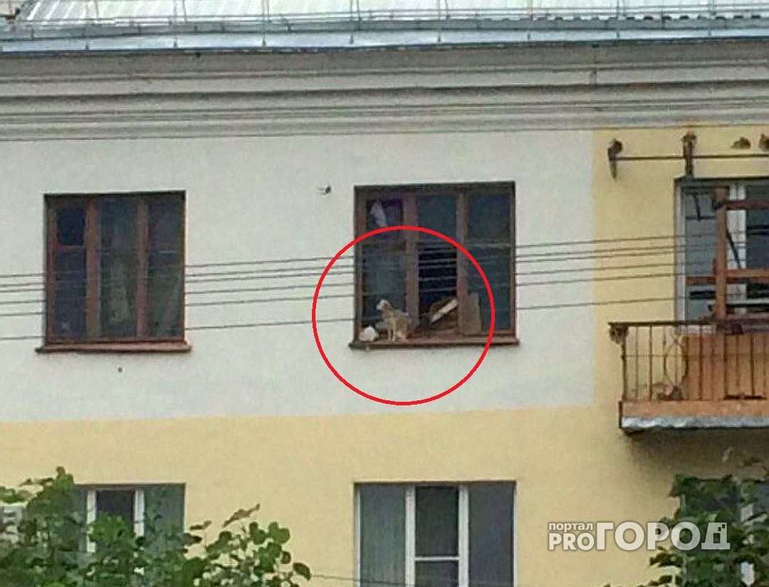 В Чебоксарах истощенная от голода собака выпрыгнула из окна четвертого этажа