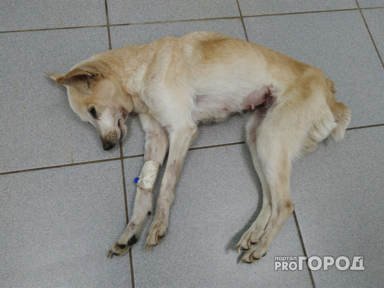В Чебоксарах умерла собака, которая выбросилась из окна четвертого этажа