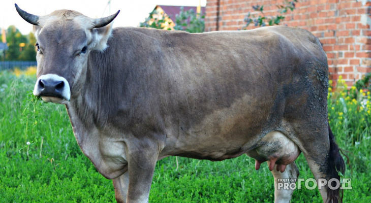 Житель Чувашии из-за коровы лишился 40 тысяч рублей