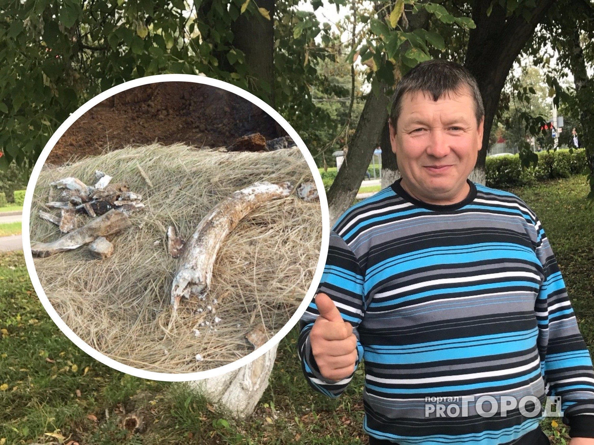 В Канашском районе откопали останки мамонта