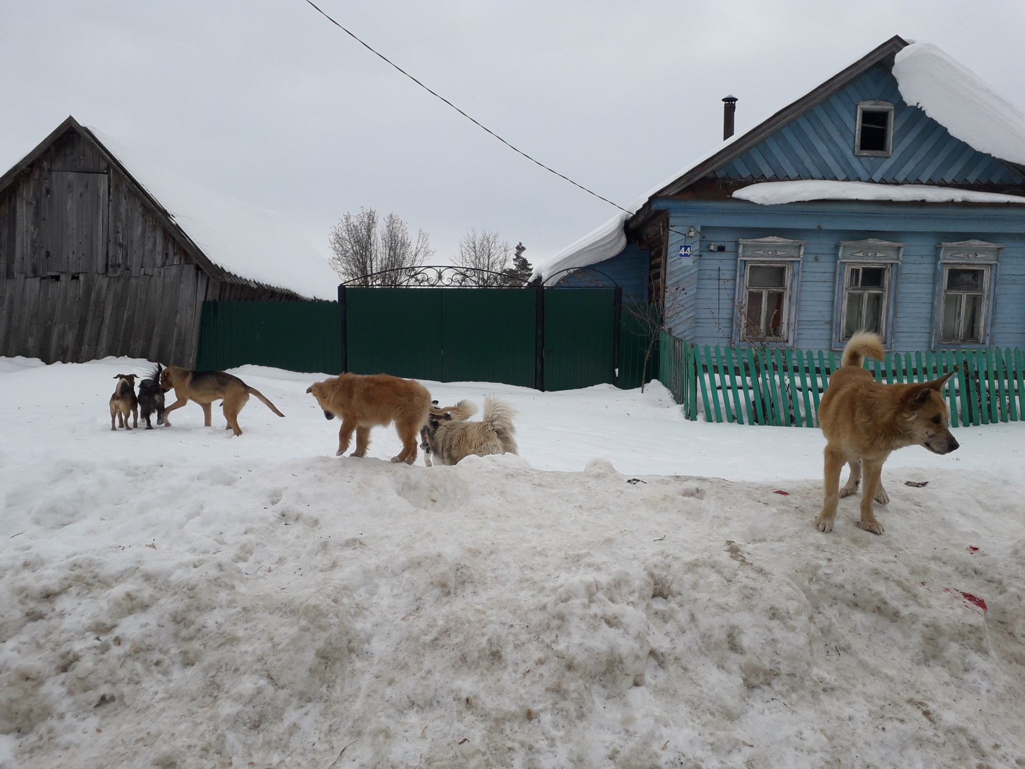 Жителей Чувашии беспокоят места, где собаки собираются в большие стаи