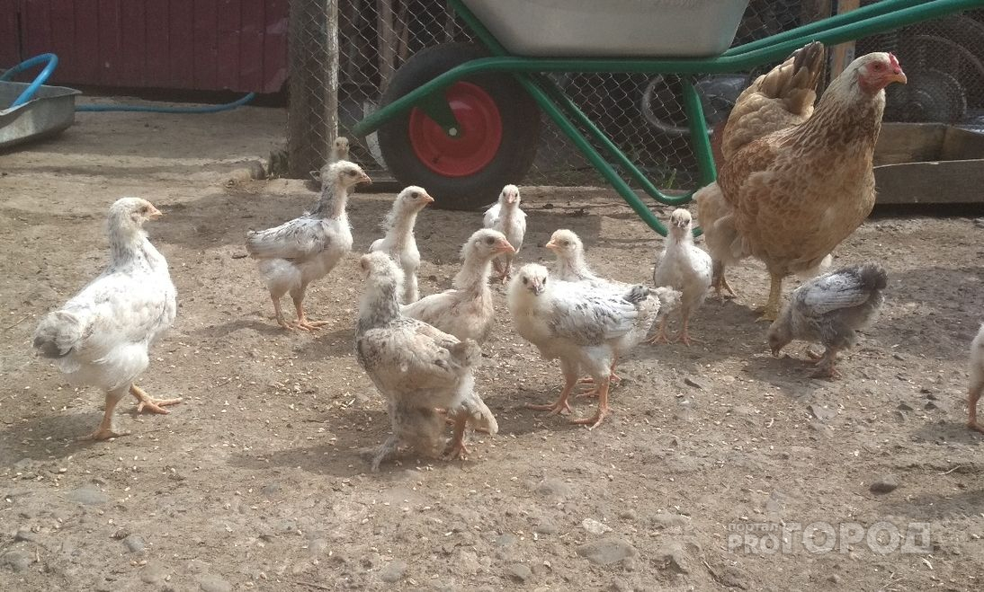 Стихийный птичий рынок в Чебоксарах планируют узаконить