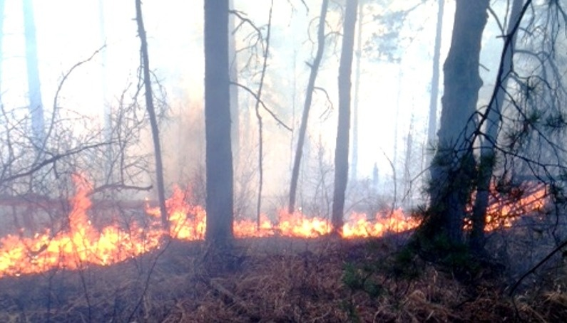 Поджигатели травы подозреваются в лесном пожаре в Алатырском районе