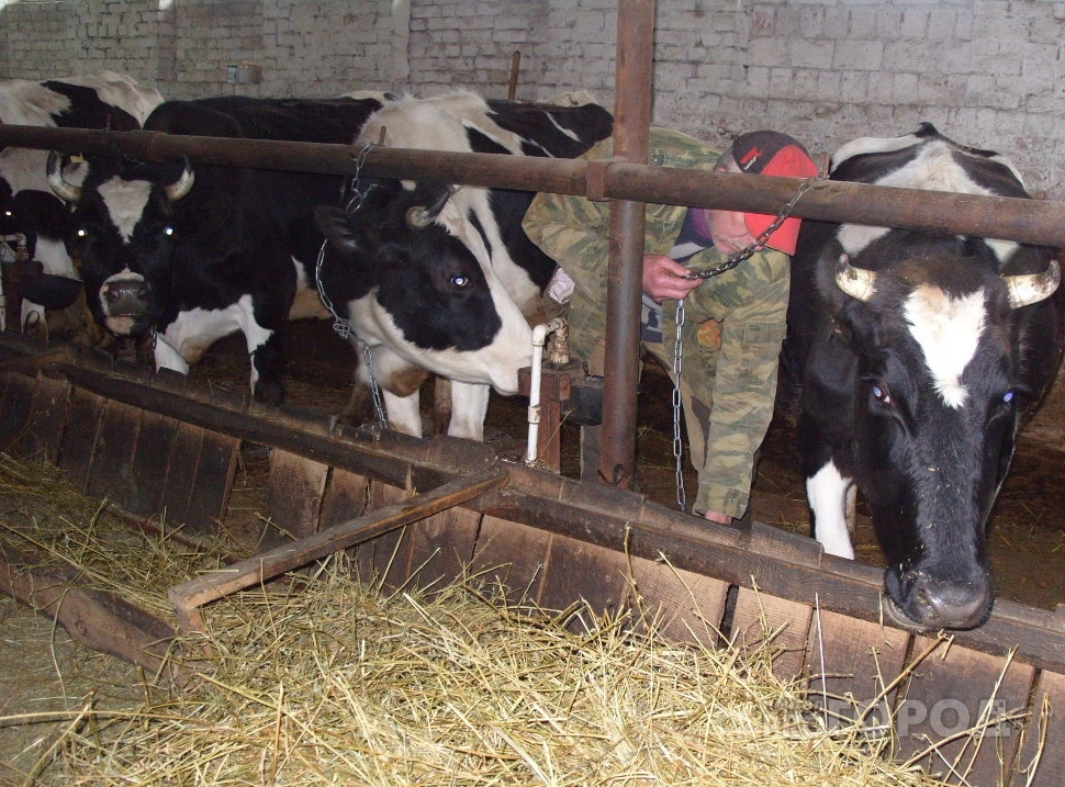 Владельцам коров в Чувашии обещают вновь раздать деньги