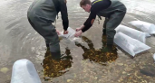 В Волгу выпустили более 1500 рыбок молодой стерляди