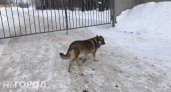 Администрация Чебоксар заплатила 50 тысяч рублей за нападение собаки на ребенка