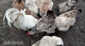 Чувашские курицы показали убойную производительность яиц