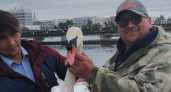 В Чебоксарах на Заливе лебедь обмотался леской, спасли случайные рыбаки