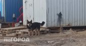 В Чебоксарах запретят самовыгул собак: что еще может измениться