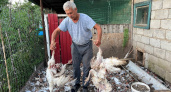 Власти Чебоксарского района про жалобы на бездомных собак: "Бюджетные средства израсходованы"
