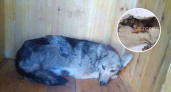 В Канаше нашли обезображенный труп собаки с вырезанным сердцем: "Местные в шоке!"