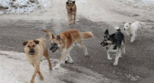 В Чувашии администрация одного из районов недоглядела за собаками и теперь заплатит за это