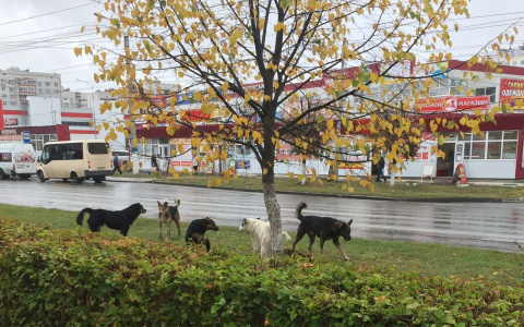 Стаи бродячих собак держат жителей Новочебоксарска в страхе