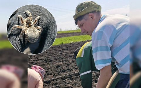 Ядовитого большого паука откопали жители Чувашии при посадке картофеля