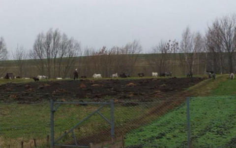 Сельчанка развела 80 коз, которые умирают своей смертью и валяются по всей деревне