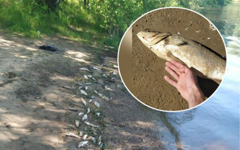 Новочебоксарский берег усыпан мертвой рыбой и раками: "Некоторые длиною в локоть"