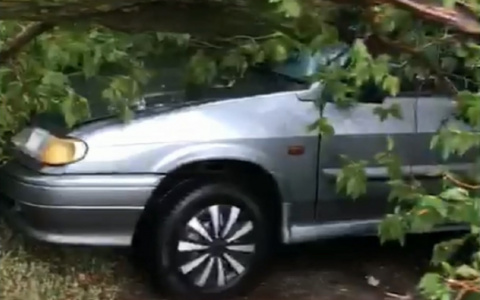 В Чувашии после грозы дерево раздавило легковушку: "Там колеса даже взорвались"