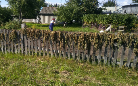 В нескольких районах Чувашии урожай оказался под угрозой из-за опасного явления