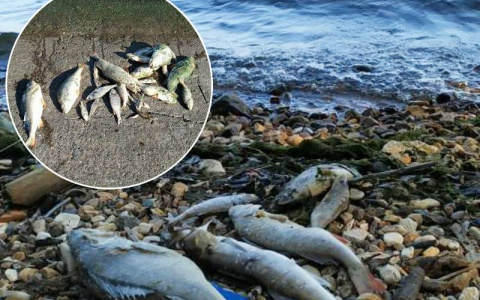 Пляжи Новочебоксарска и Чебоксар завалены дохлой рыбой: специалисты назвали причину произошедшего