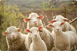 В Чувашию пытались провезти 30 овец без документов