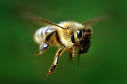 В Чебоксарах два брата погибли с разницей в три недели от нападения пчел