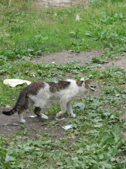В Чувашии хозяевам пришлось убить кота, вернувшегося с длительной гулянки