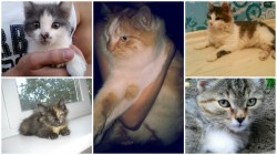 В Чебоксарах шесть ласковых игривых кошек ищут хозяев