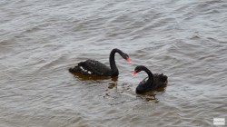 В Чебоксарах двух оставшихся черных лебедей отправили из залива на зимовку