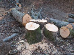 В Чебоксарах из-за неизвестных жители дома остались без деревьев