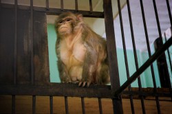 Гороскоп на 2016 год: что ждать от огненной обезьяны жителям Чувашии