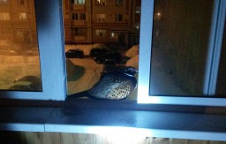 В Новочебоксарске на балконе квартиры переночевала редкая птица и полетела дальше