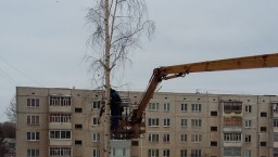 Вопрос-ответ: почему в Новочебоксарске срубили единственную березу во дворе дома?