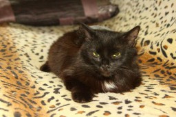 Найди друга в Чебоксарах: черная кошка и сторожевая собака ищут новый дом