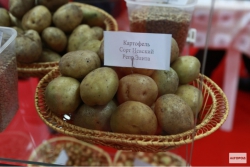 В Чувашии за выходные продали 68 тонн картошки