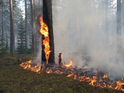 Летом лесам Заволжья угрожают пожары