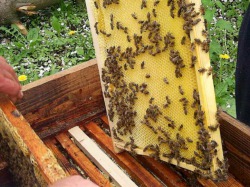 В Чувашии пчелы до смерти закусали мужчину