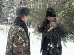 Житель Чувашии срубил деревьев на 256 000 рублей и получил «условку»