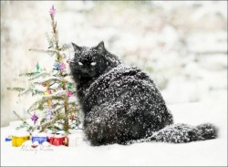 В воскресенье в Чебоксарах ожидается пасмурная и снежная погода