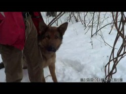 В Новочебоксарске собака нашла тайник наркоторговцев