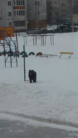 В Новочебоксарске возле школы гулял медведь